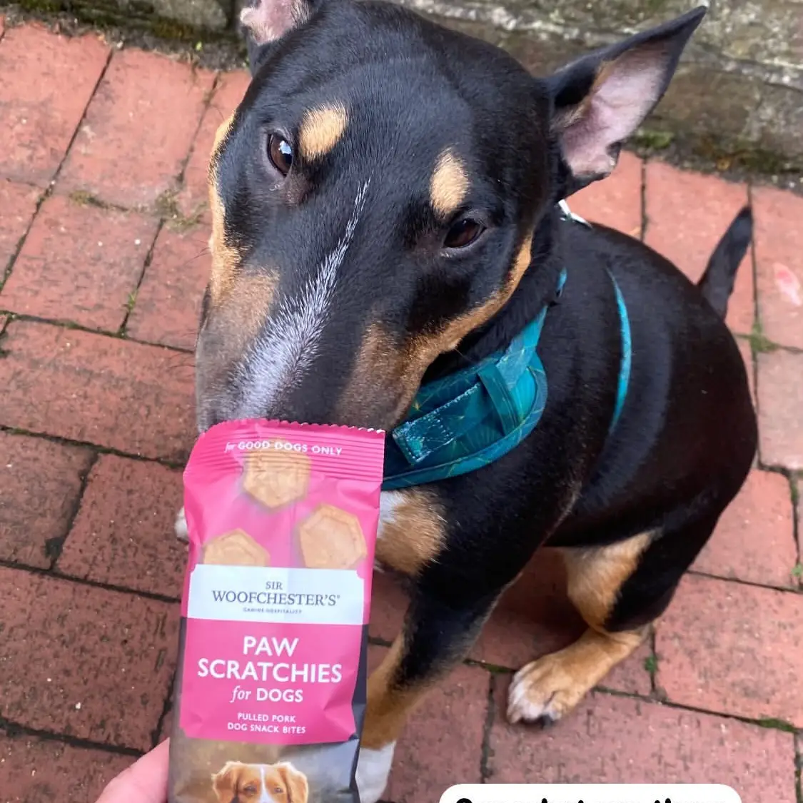 Sir Woofchester’s - Snack / Paw Scratchies, 35g | Archie's Empawrium